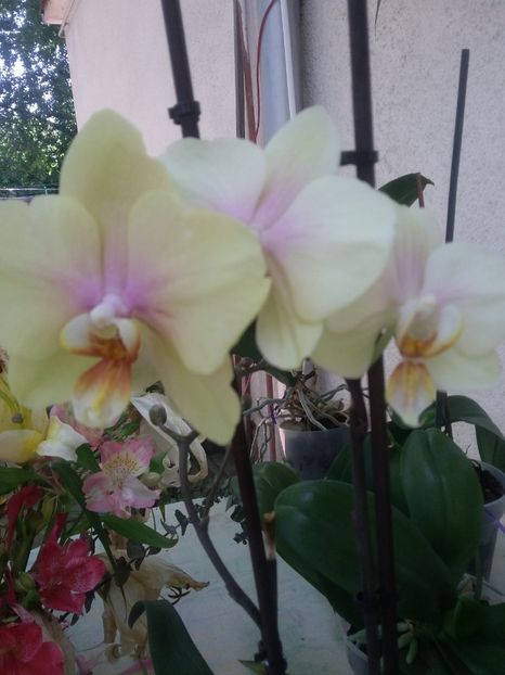  - 2018 - primavara flori