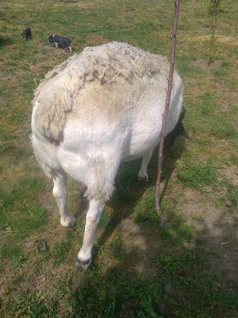 Fotografie0125 - berbeci Dorper