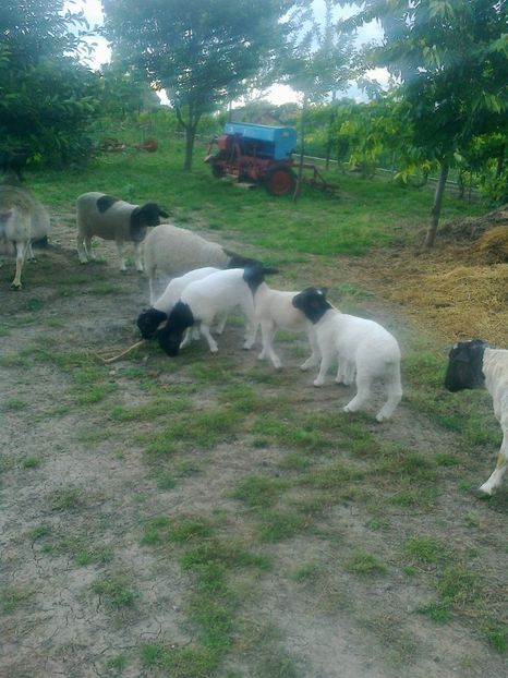 Fotografie0169 - berbeci Dorper