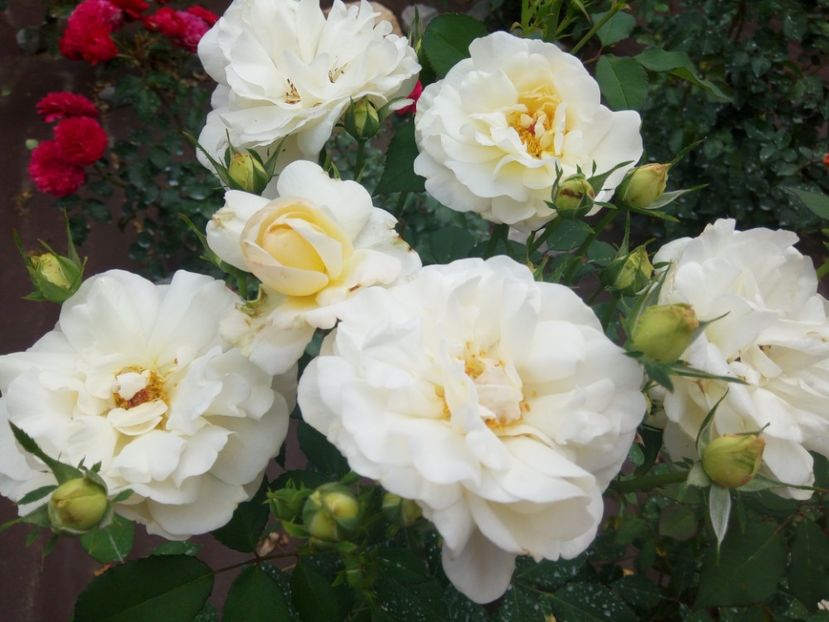  - White Gruss an Aachen-