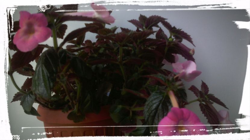 Charm 2018.20. - 1 Achimenes 2014-2018