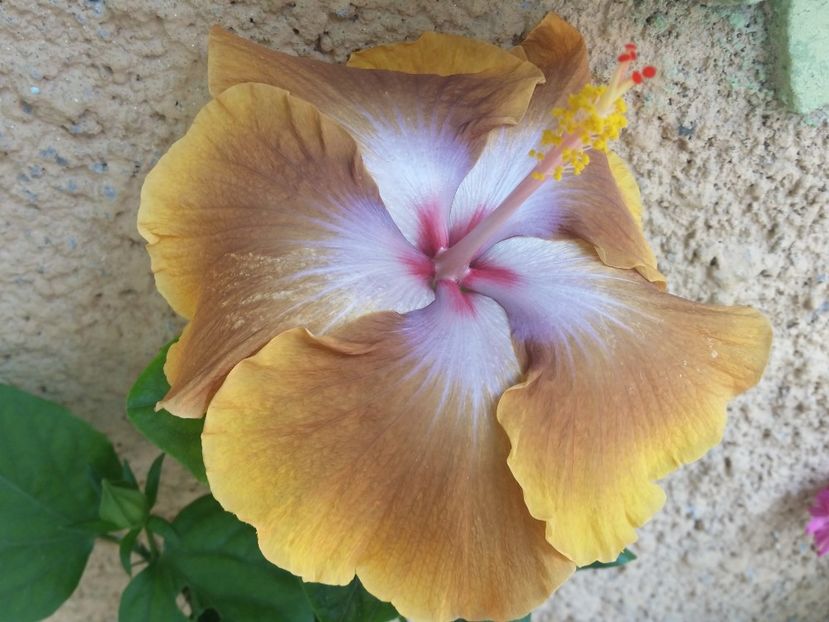  - Tahitian Sophistication
