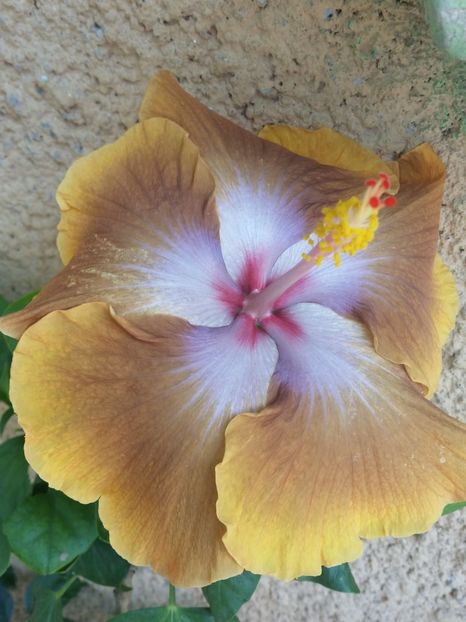  - Tahitian Sophistication
