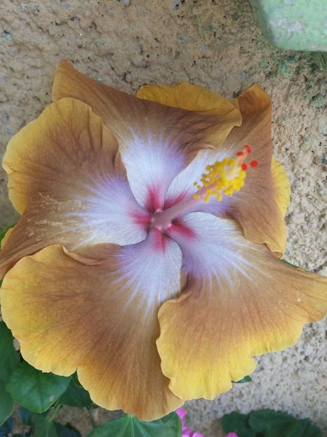  - Tahitian Sophistication