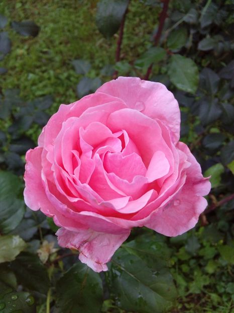  - TRANDAFIRI 2018-2019