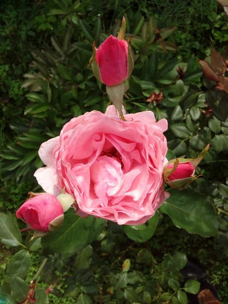  - TRANDAFIRI 2018-2019