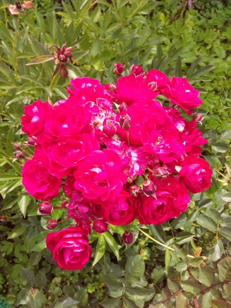  - TRANDAFIRI 2018-2019