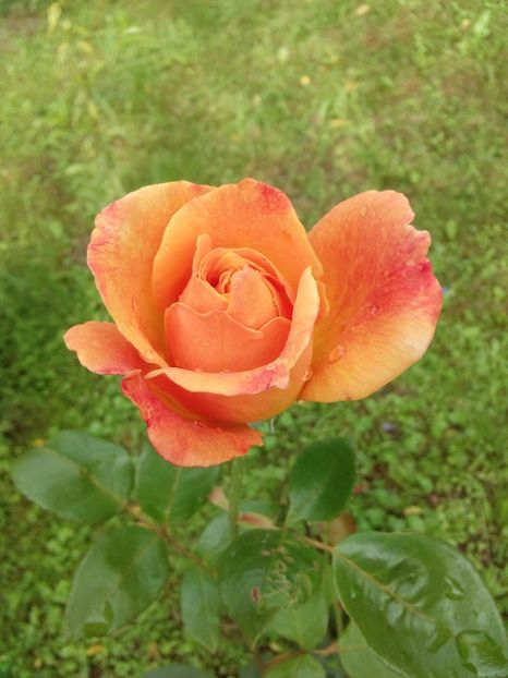  - TRANDAFIRI 2018-2019