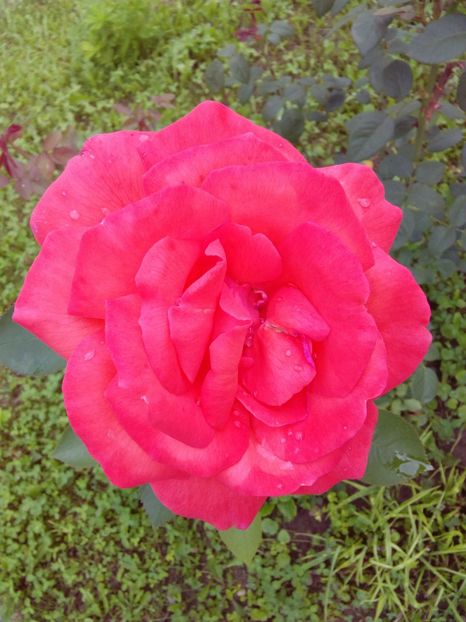  - TRANDAFIRI 2018-2019