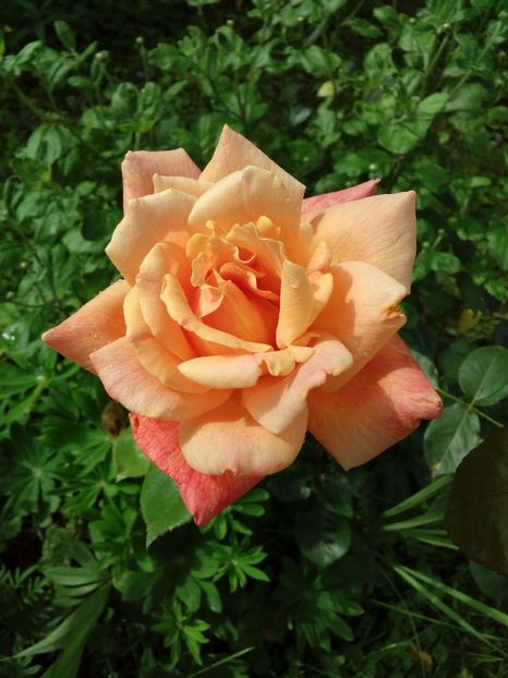  - TRANDAFIRI 2018-2019