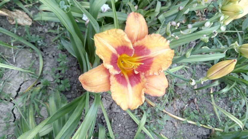 Tigger - 2018 Hemerocallisi II