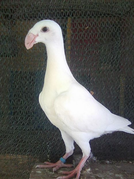 Photo0735 - pui 2018