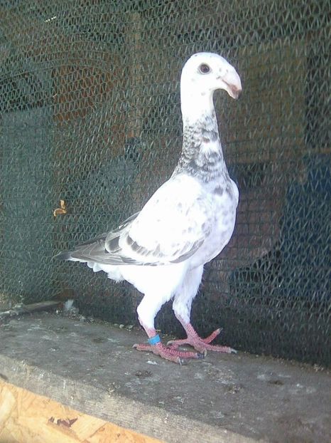 Photo0740 - pui 2018