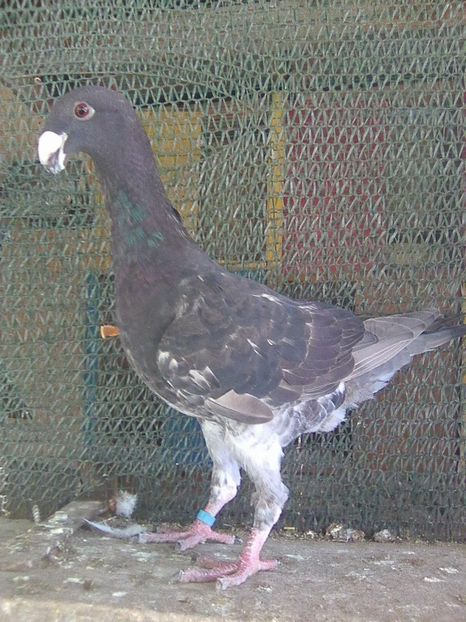 Photo0754 - pui 2018