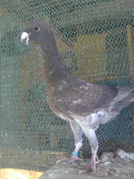 Photo0755 - pui 2018