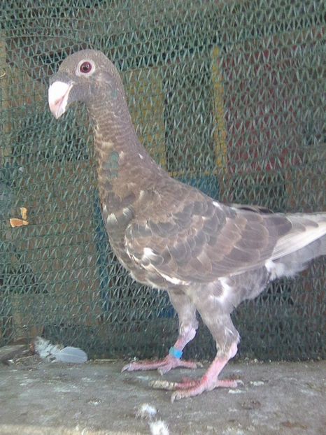 Photo0758 - pui 2018