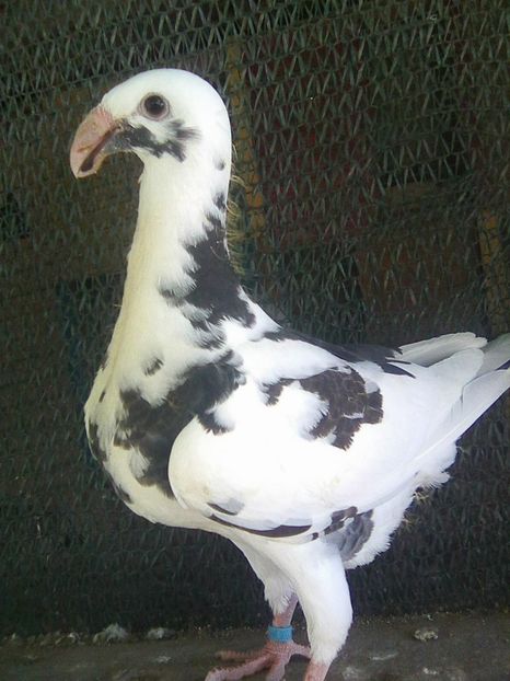 Photo0752 - pui 2018