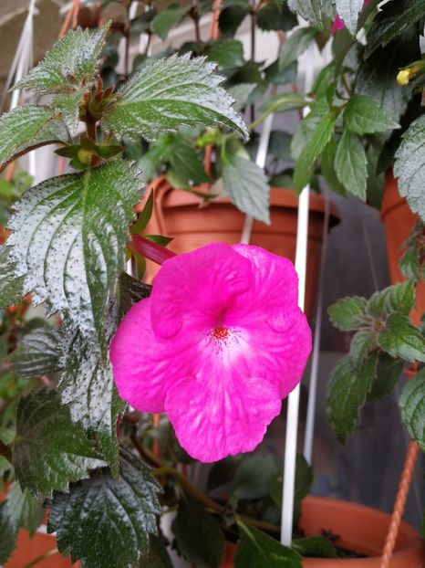  - Achimenes 2018
