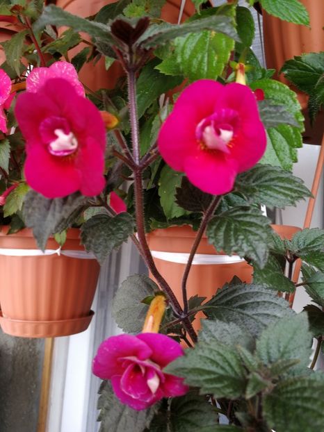  - Achimenes 2018