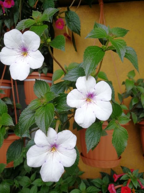  - Achimenes 2018