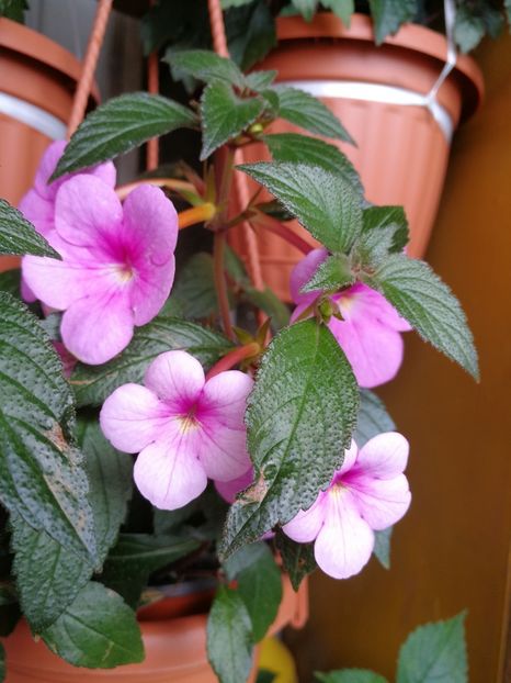  - Achimenes 2018