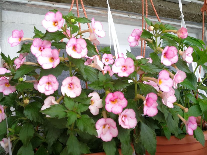 Amour - Achimenes 2018