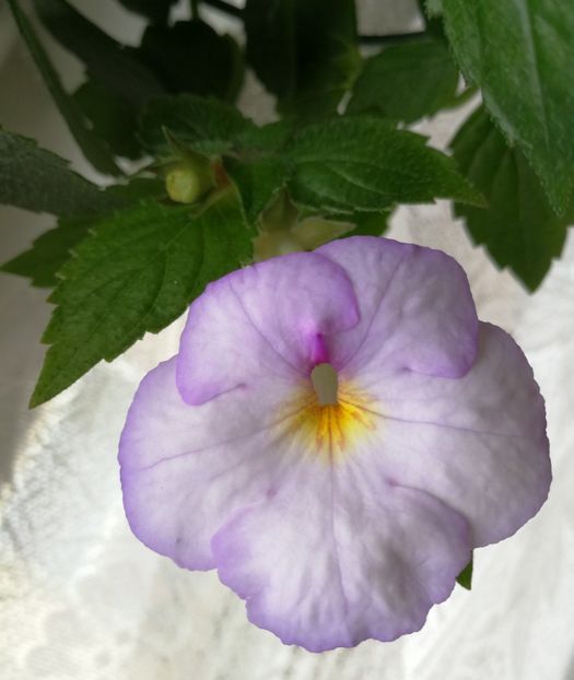 Blue David - Achimenes 2018