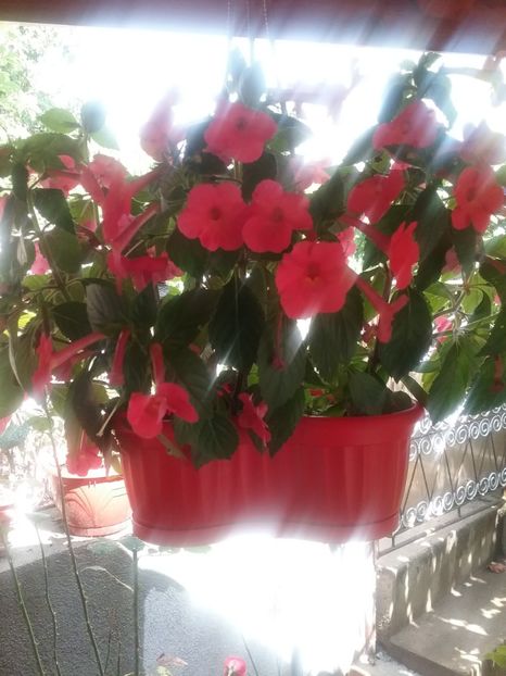 1532089037738-2131260799 - Orange Delight