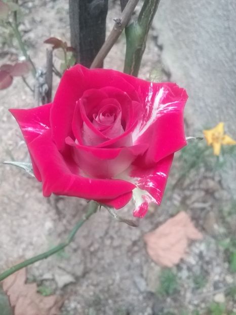  - TRANDAFIRI ÎNCEPÎND CU 2015