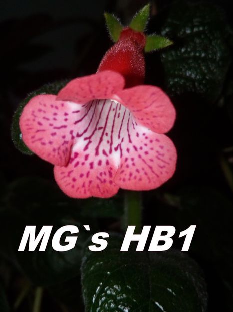 Sinningia MG`s HB1 - Sinningia hibrizi proprii seria MG S 2018