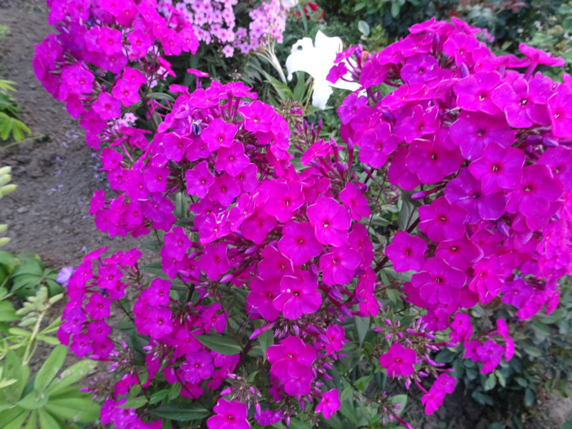  - PHLOX PANICULATA