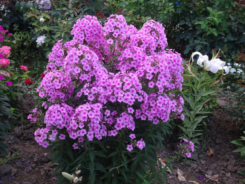  - PHLOX PANICULATA