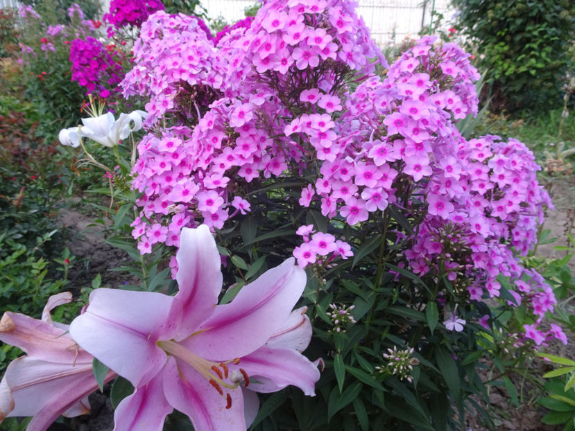  - PHLOX PANICULATA