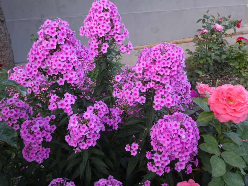  - PHLOX PANICULATA