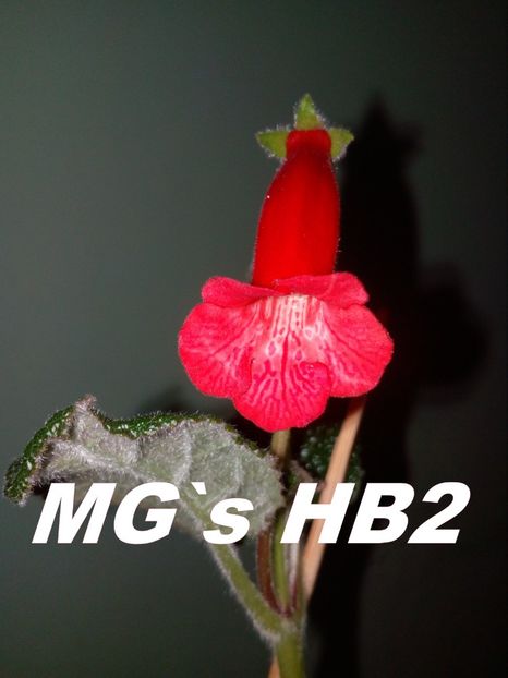  - Sinningia hibrizi proprii seria MG S 2018