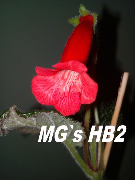 Sinningia MG`s HB@ - Sinningia hibrizi proprii seria MG S 2018