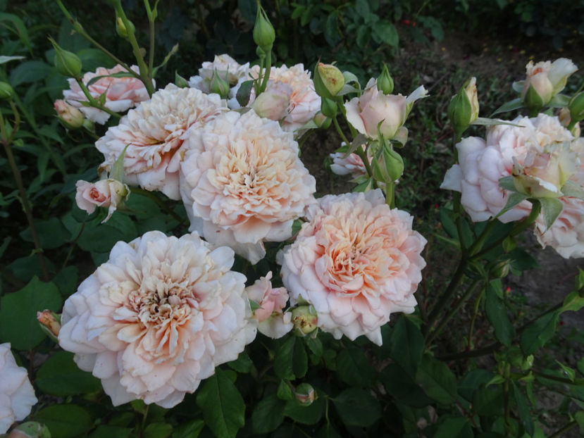  - Festival des Jardins de Chaumont