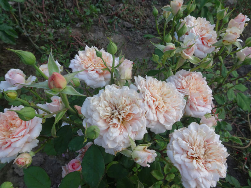  - Festival des Jardins de Chaumont