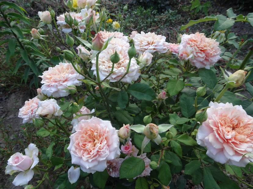  - Festival des Jardins de Chaumont