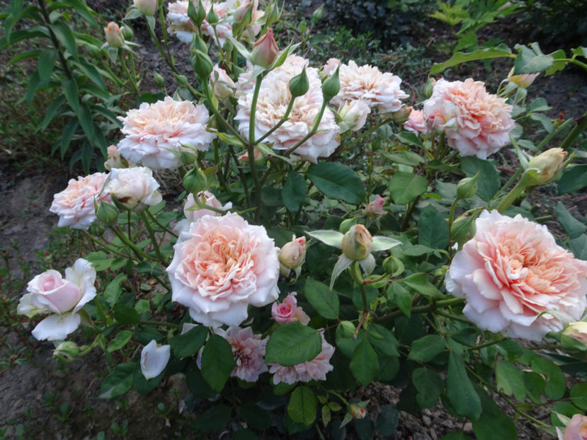  - Festival des Jardins de Chaumont