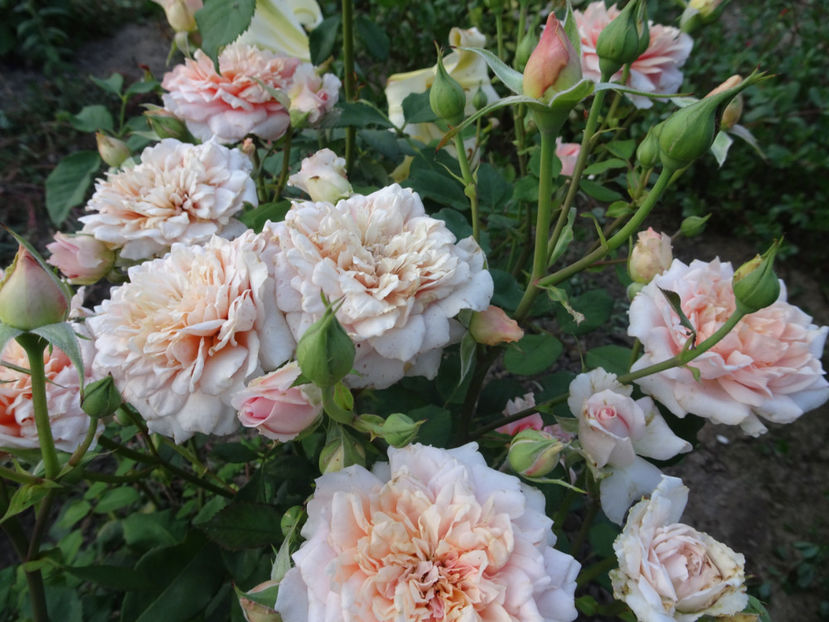  - Festival des Jardins de Chaumont