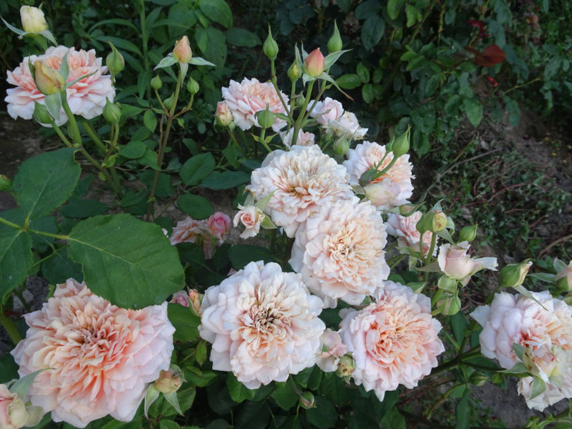  - Festival des Jardins de Chaumont