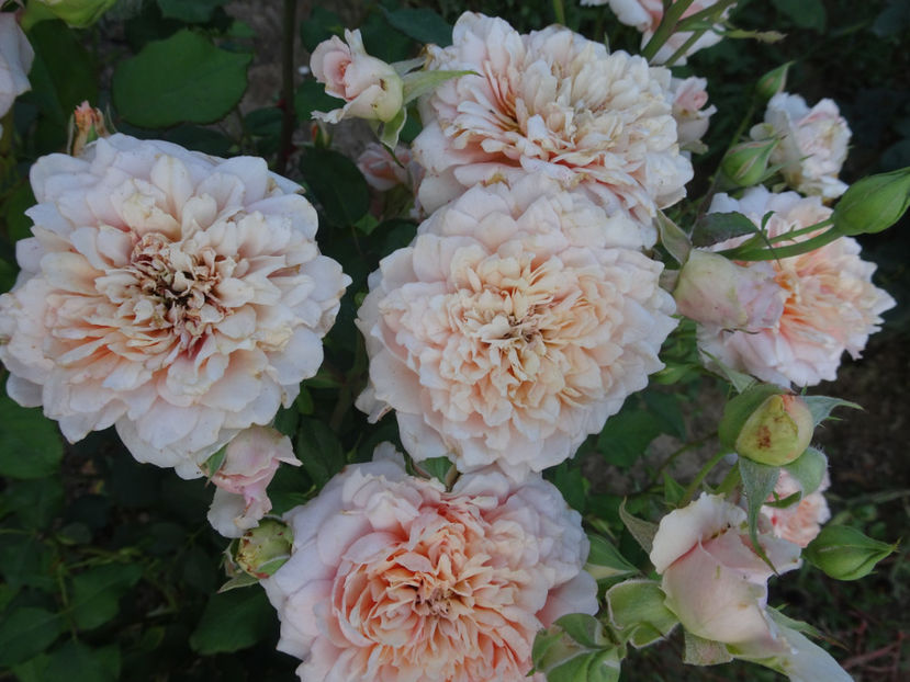  - Festival des Jardins de Chaumont