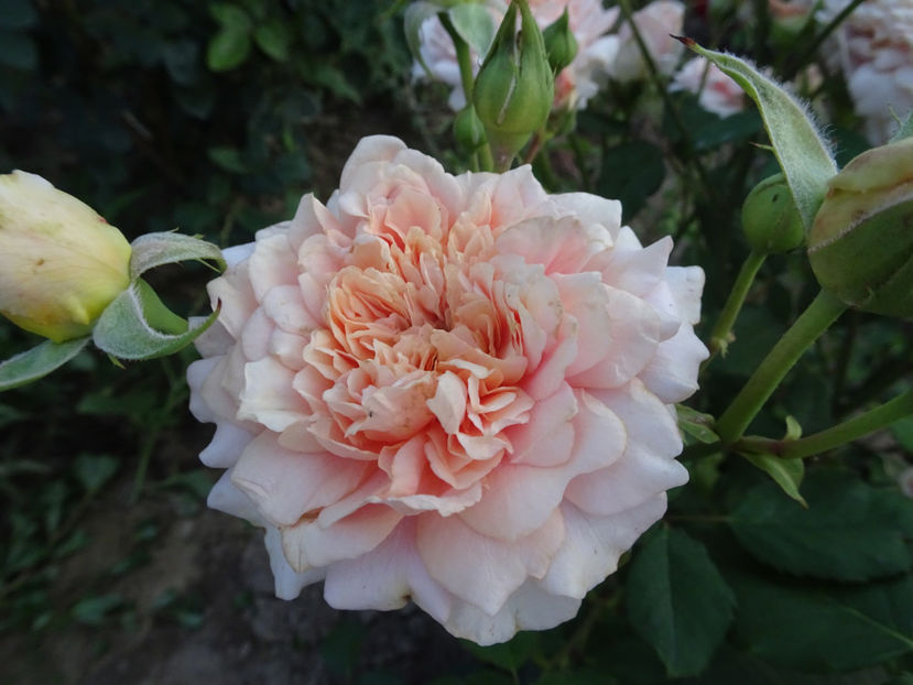  - Festival des Jardins de Chaumont