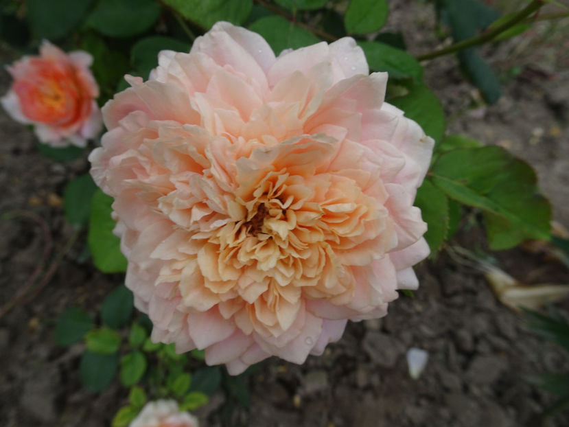  - Festival des Jardins de Chaumont