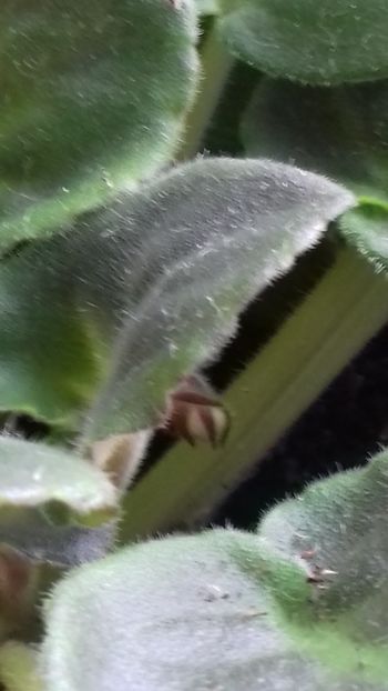 Inflorita 10 iulie 2018, frunzulița 22 ianuarie 2018 - Moroznaya Vishnya