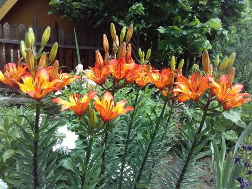 Crin 3lei/bulbul - De vanzare toamna 2018