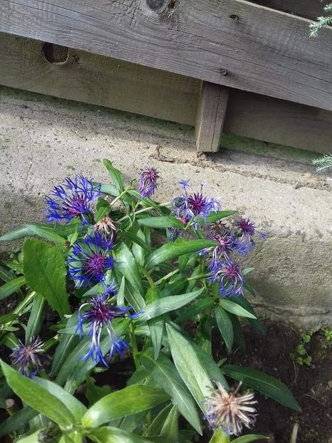 Centaurea 4 lei - De vanzare toamna 2018