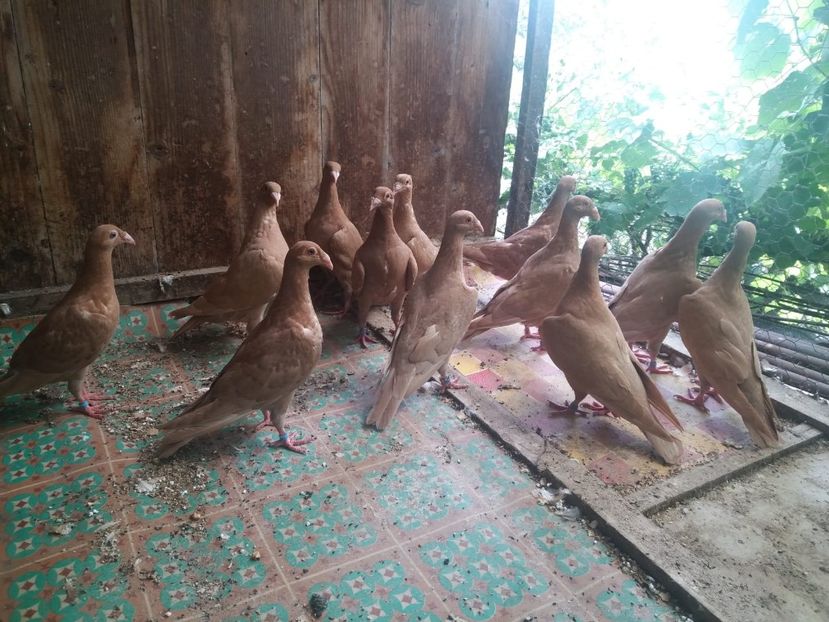 WhatsApp Image 2018-07-20 at 17.10.20 - d - tineret 2018