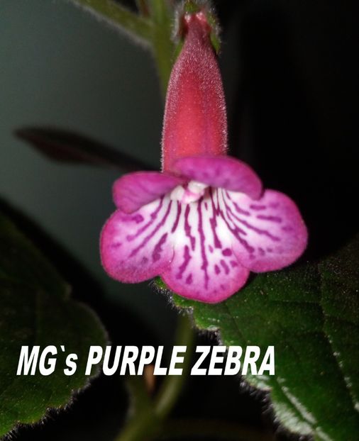 Sinningia MG`s PURPLE ZEBRA - Sinningia hibrizi proprii seria MG S 2018